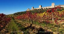 ENOGASTRONOMIA TOSCANA