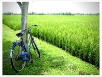 GREEN TOUR